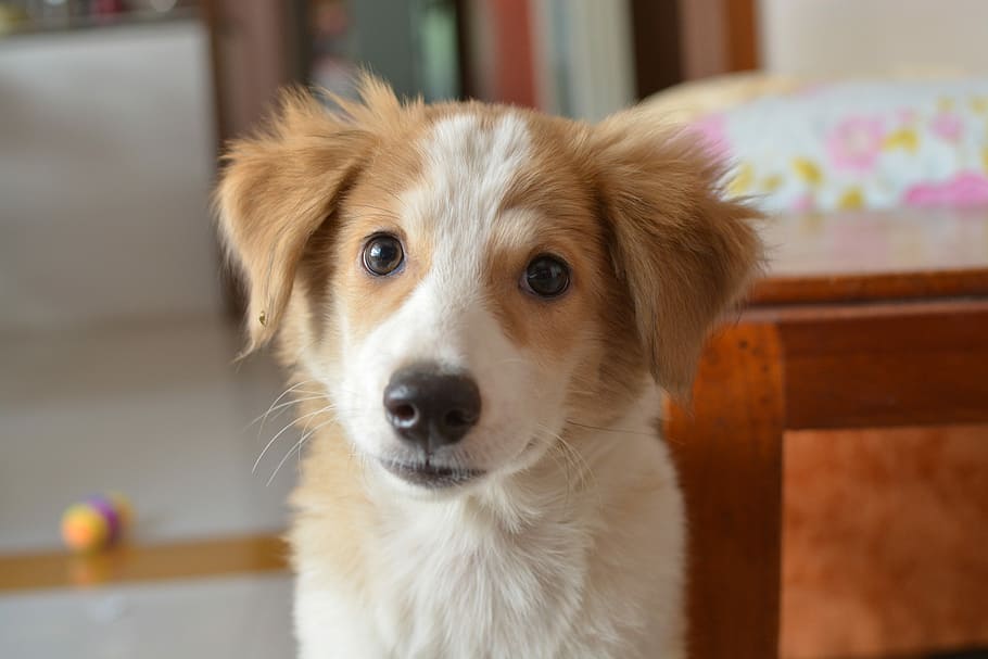 Border Collie male price In India