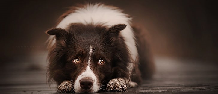 Show Quality Border Collie Puppy Price In India