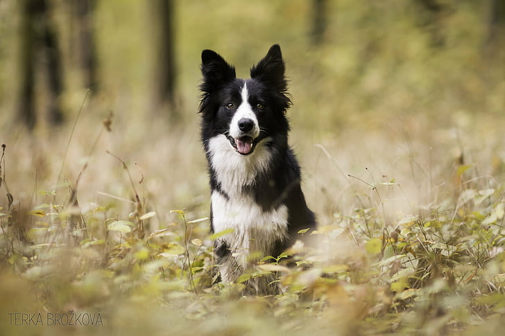 Border Collie female for sale In India
