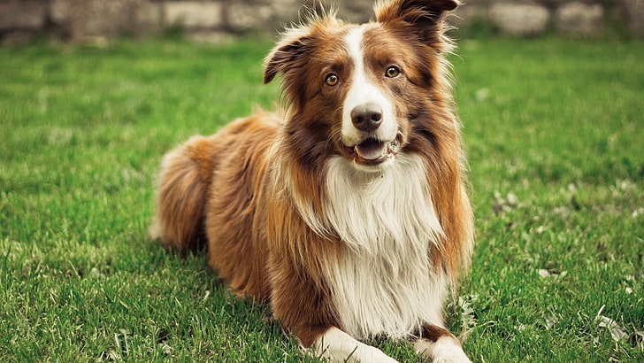Border Collie dog price In India