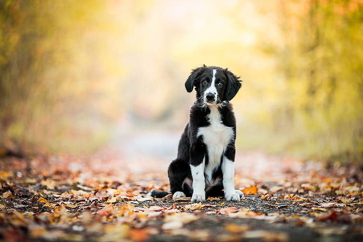 Border Collie Dog breeders In india