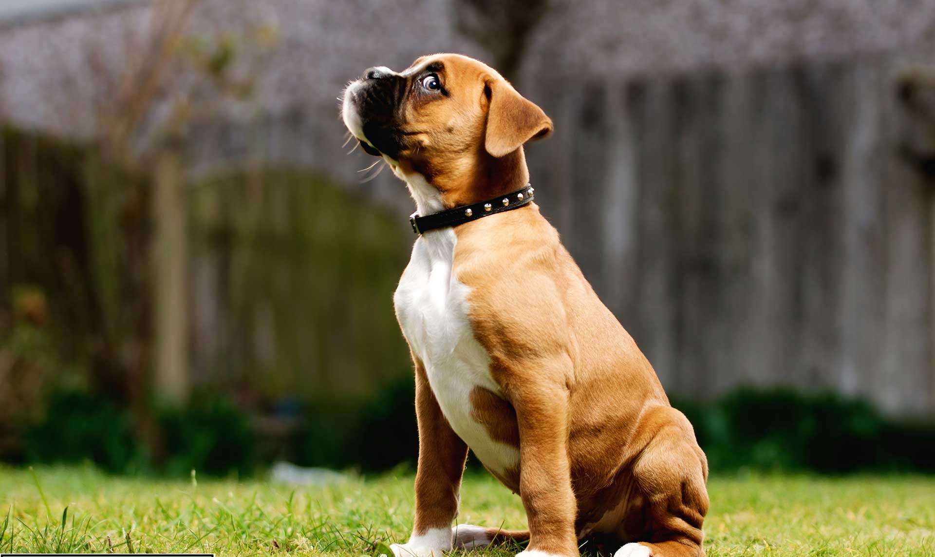 Boxer dog price in bangalore