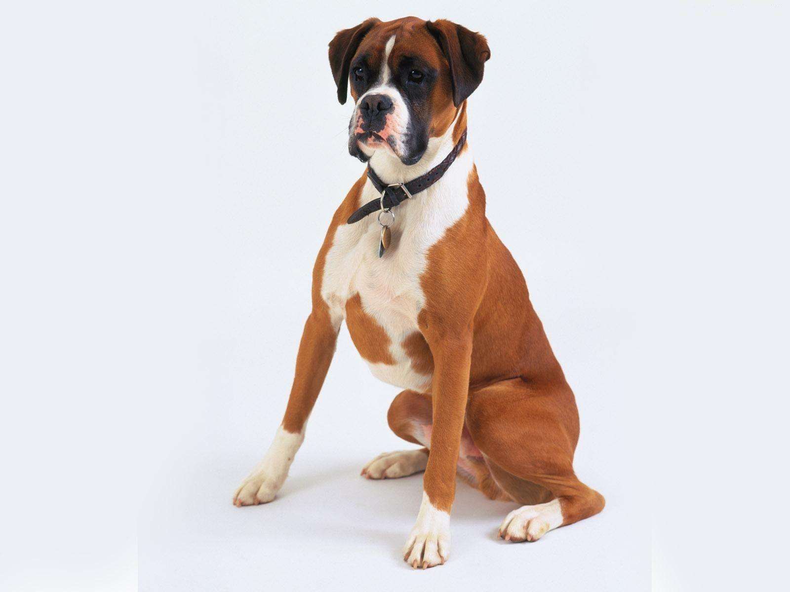 Boxer for sale in Bangalore