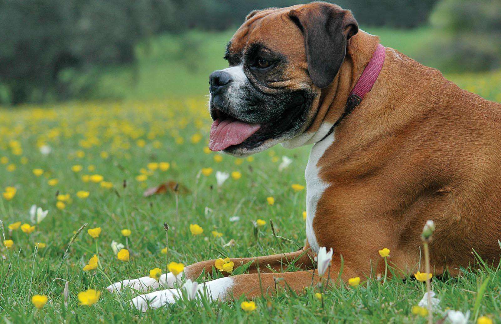 Boxer puppy price in bangalore