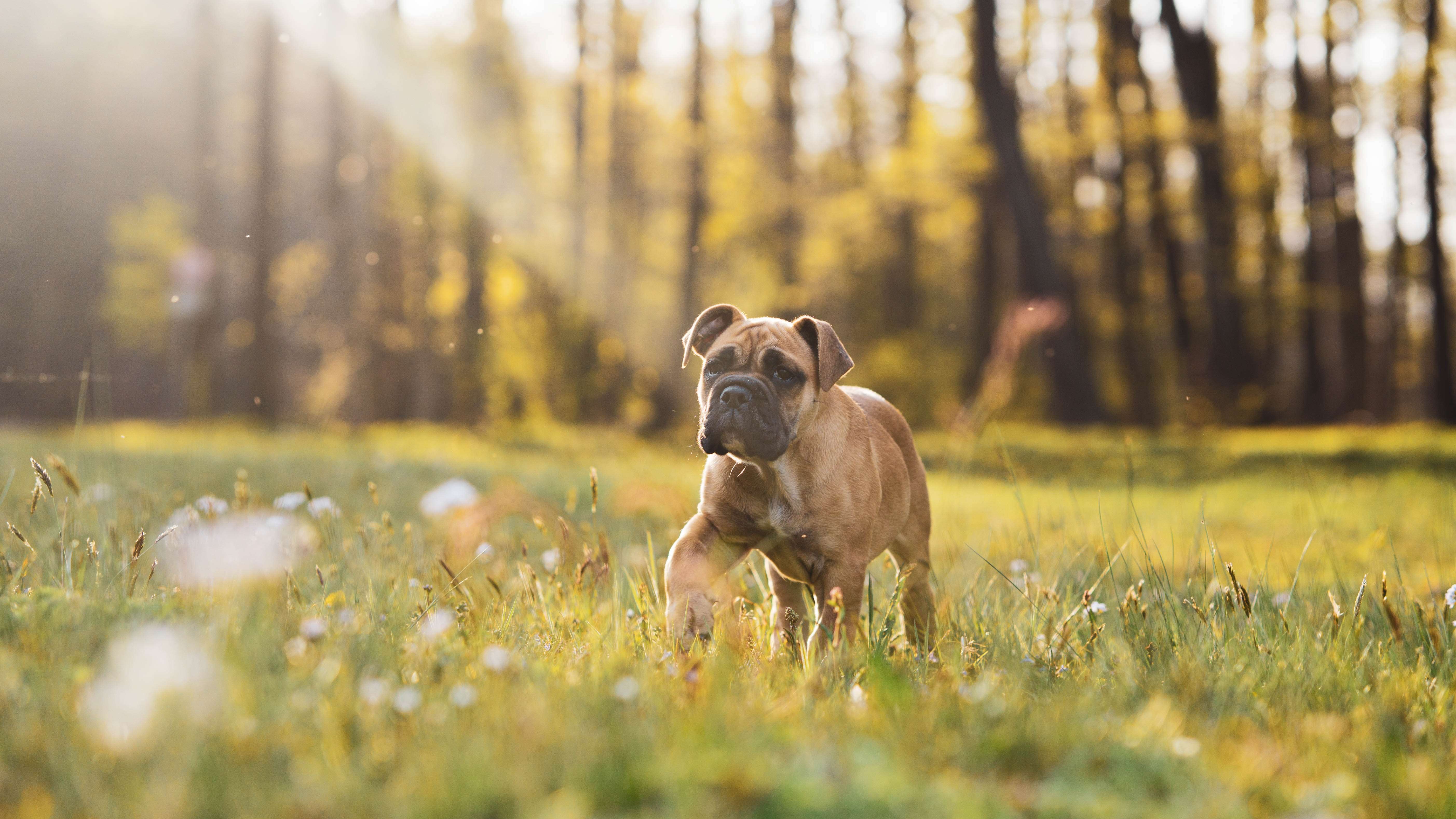 Boxer puppies for sale in bangalore