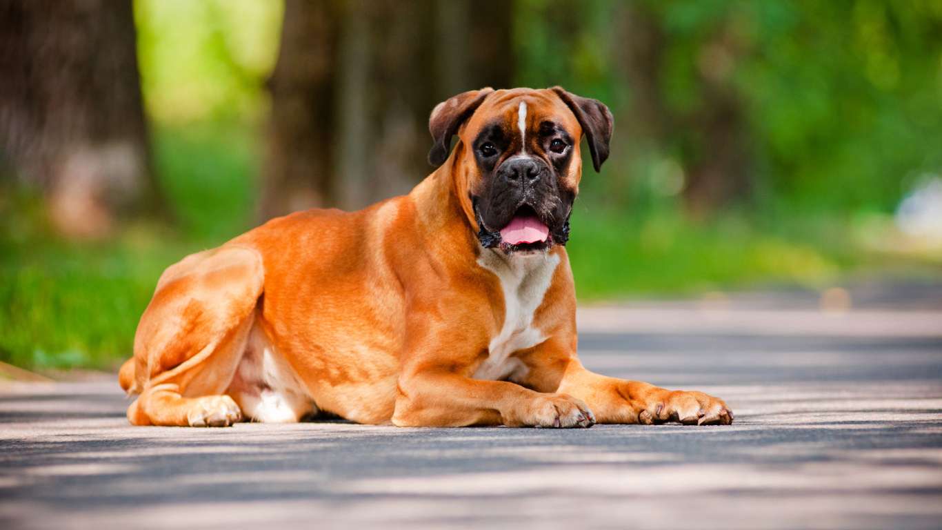 Boxer male female puppies in bangalore