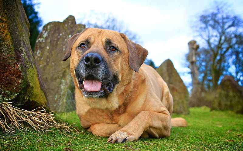 Bullmastiff dog price In India