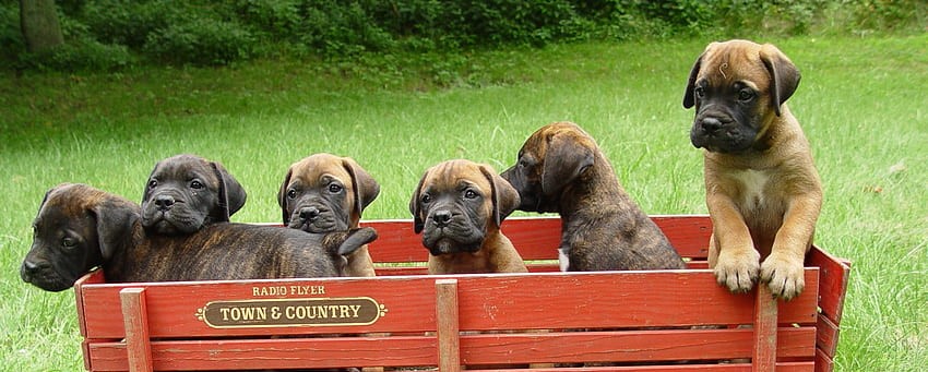 Bullmastiff Puppies Price In India