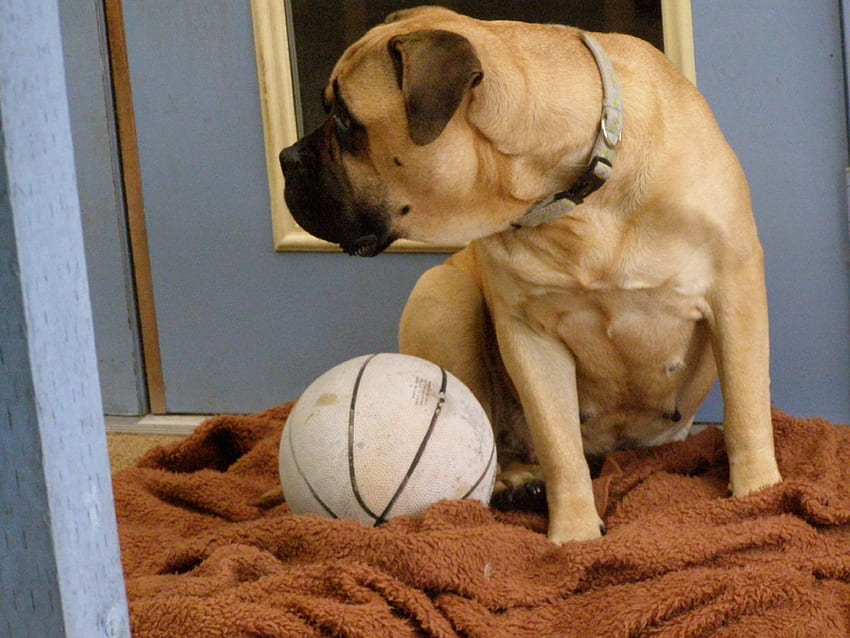 Bullmastiff puppy price In India