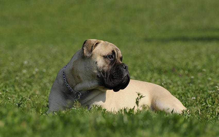 Bullmastiff dog price in India