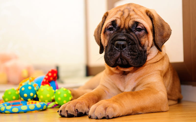 Bullmastiff female for sale In India