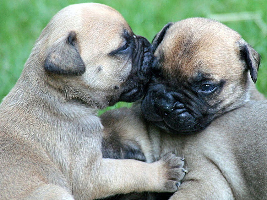 Bullmastiff male price In India