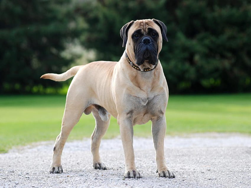Bullmastiff dog price In India