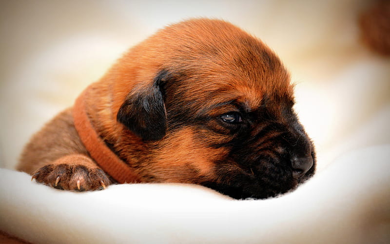 Bullmastiff male price In India