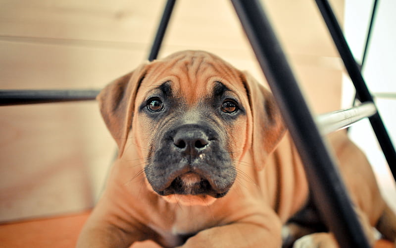 Bullmastiff Dog breeders In india
