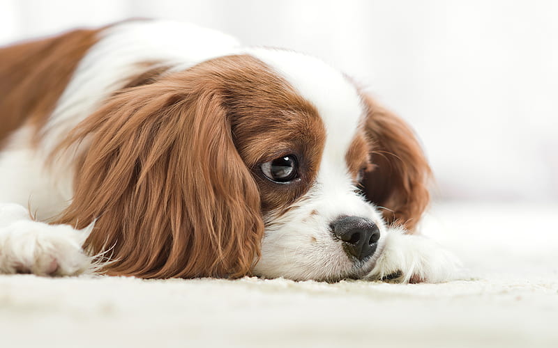 Cavalier King Charles Spaniel dog price In India