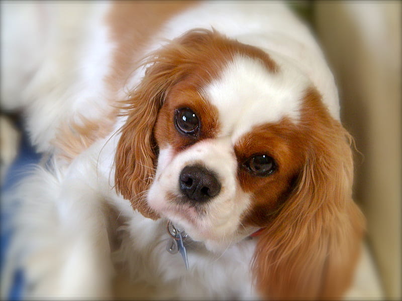 Cavalier King Charles Spaniel dog price in India