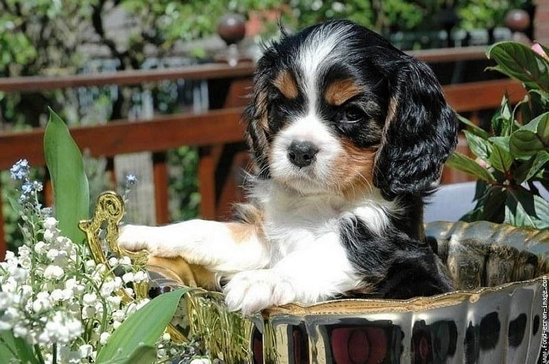 Cavalier King Charles Spaniel puppy price In India