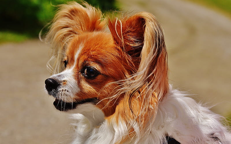 Cavalier King Charles Spaniel Dog breeders In india