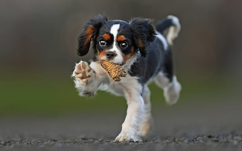 Cavalier King Charles Spaniel dog breeder In India