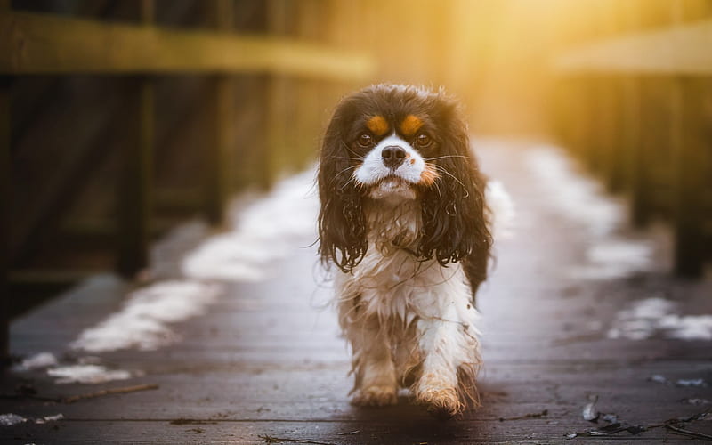 Cavalier King Charles Spaniel male price In India