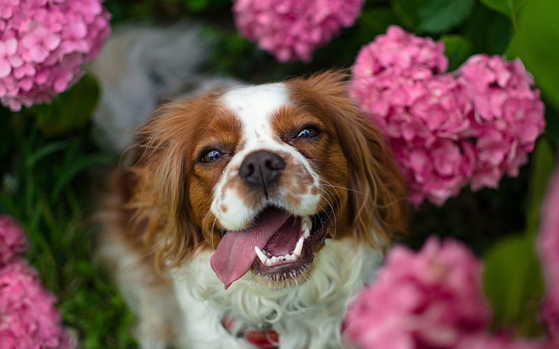 Cavalier King Charles Spaniel dog price in India