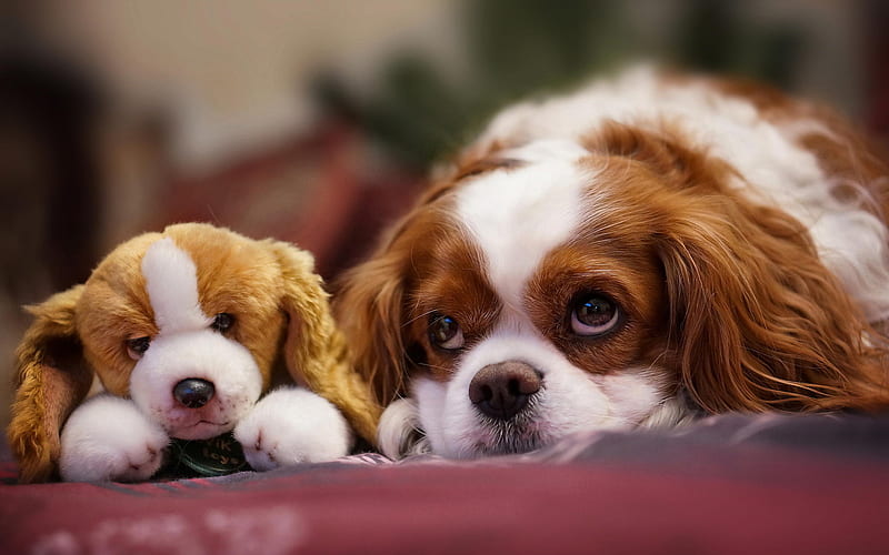 Cavalier King Charles Spaniel female for sale In India