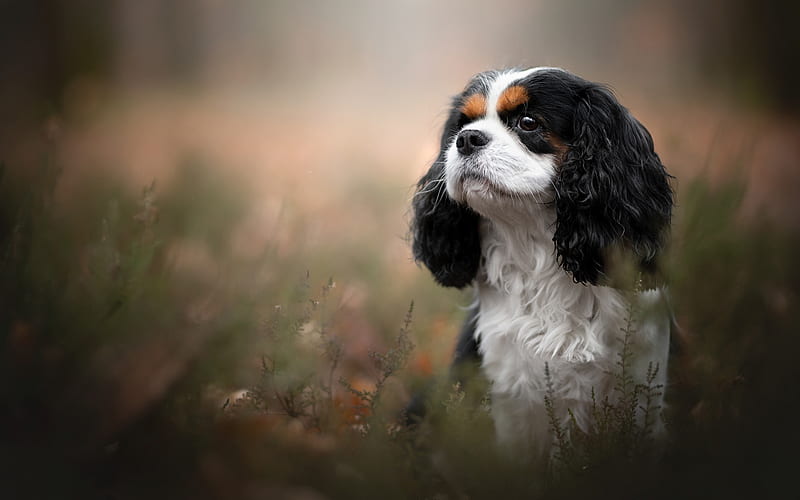 Cavalier King Charles Spaniel female price In India