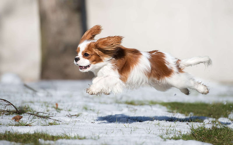 Cavalier King Charles Spaniel dog price In India