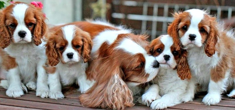 Cavalier King Charles Spaniel Puppies Price In India