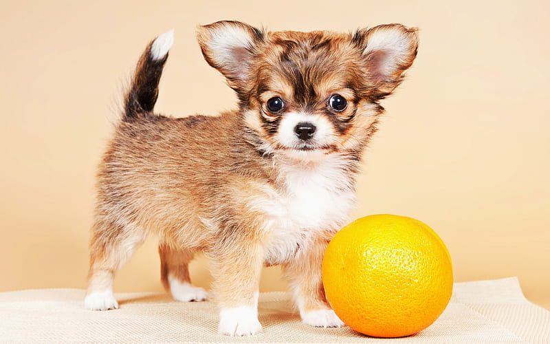 Chihuahua Dog Puppy Price In india