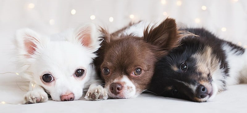 Cutest Chihuahua Puppy Price In India