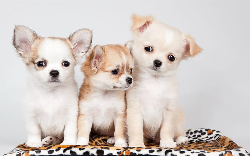 Chihuahua Dog breeders In india