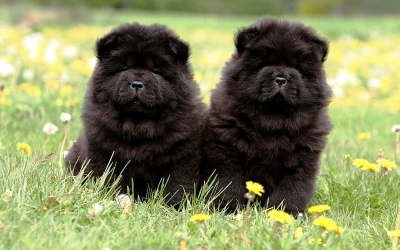 Chow Chow Dog Puppy Price In india