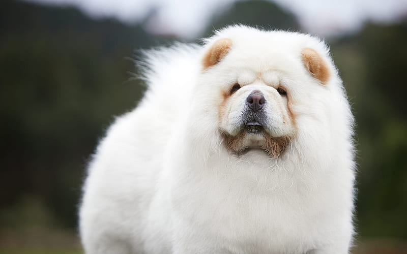 Chow Chow Dog breeders In india
