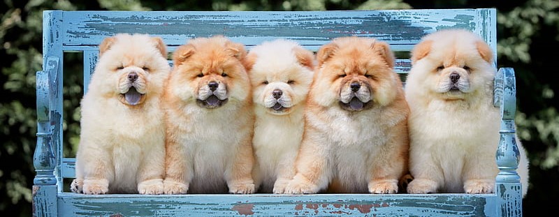 Chow Chow Puppies Price In India