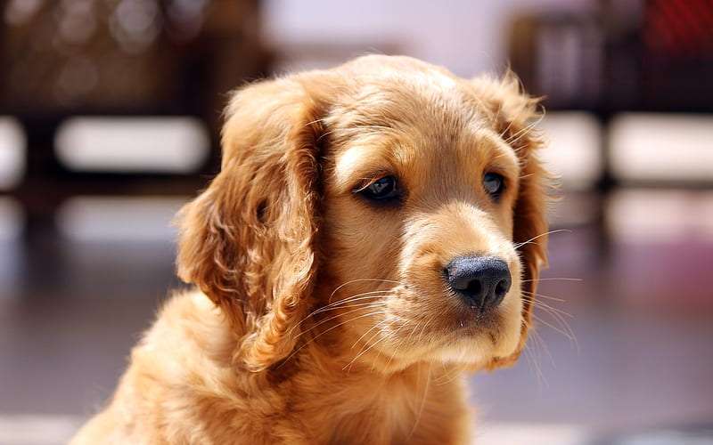 cocker Spaniel Price In Bangalore