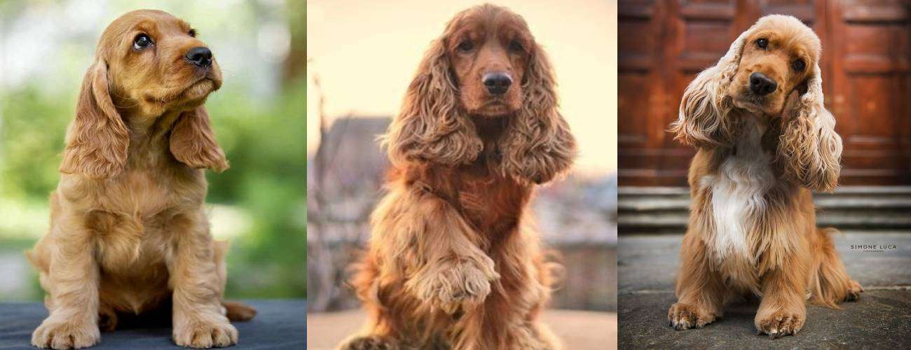 cocker spaniel for sale in bangalore