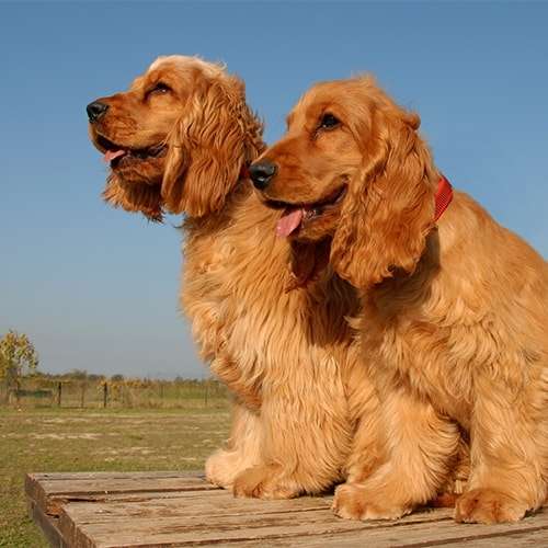 cocker spaniel Dog Price In bangalore