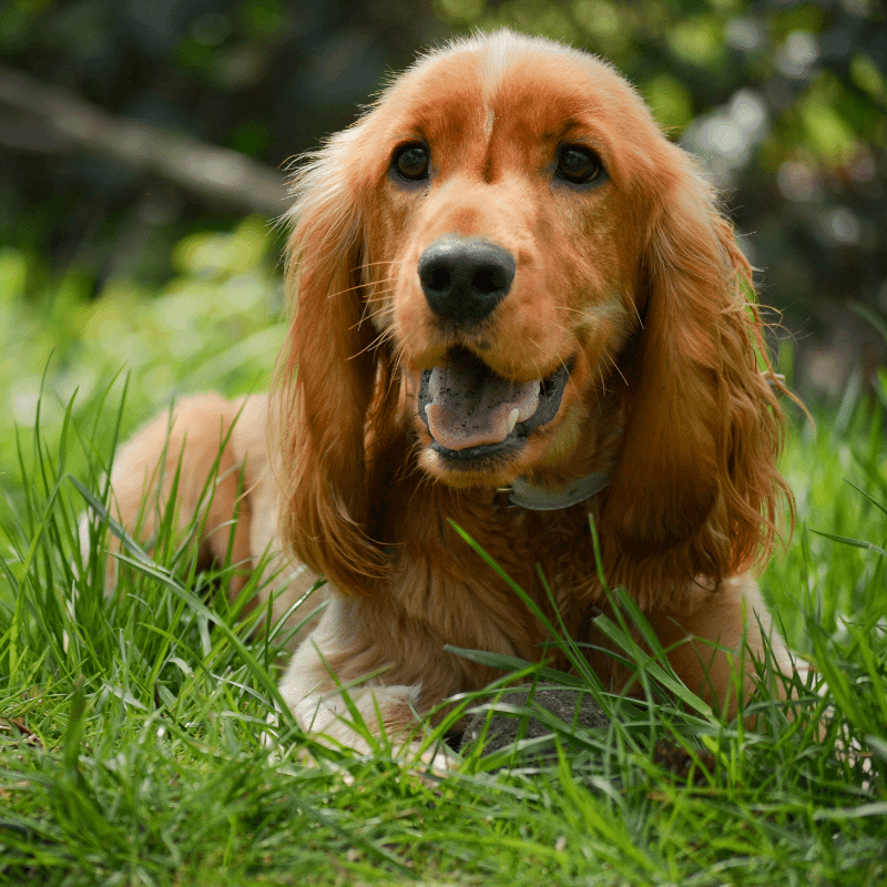 cocker spaniel dog for sale in bangalore