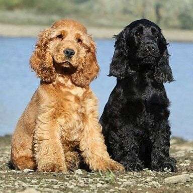 Cocker Spaniel for sale in India