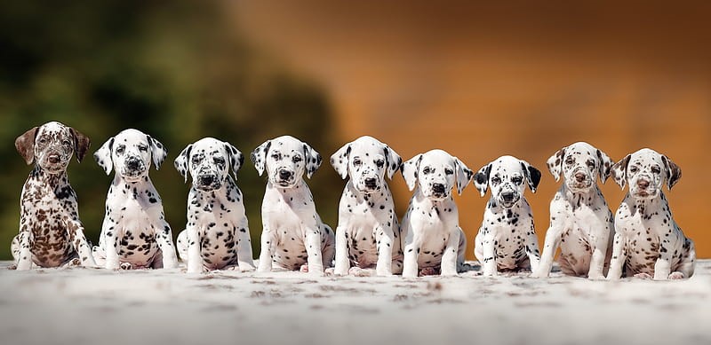 Powerful Dalmatian Puppy Price In India