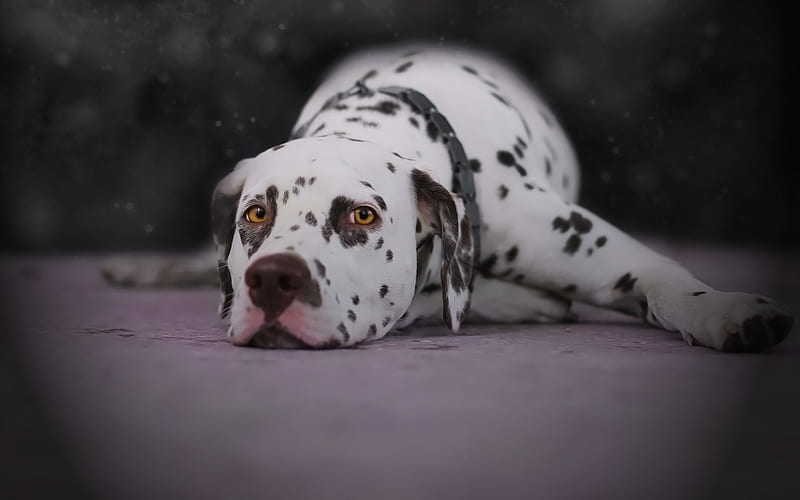 Dalmatian male price In India