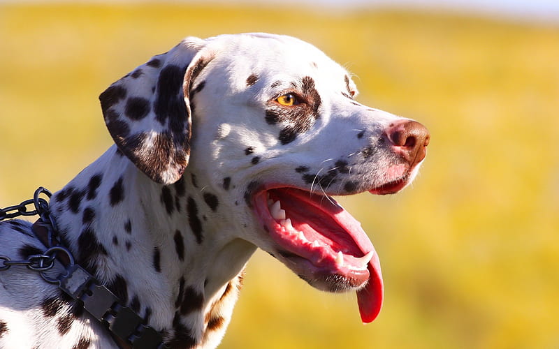 Dalmatian Dog Puppy Price In india