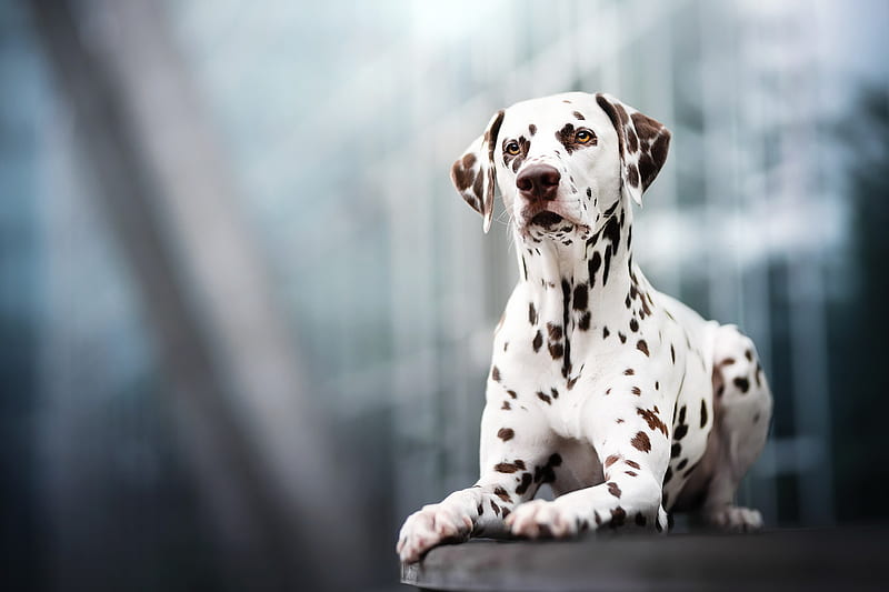 Dalmatian dog breeder In India