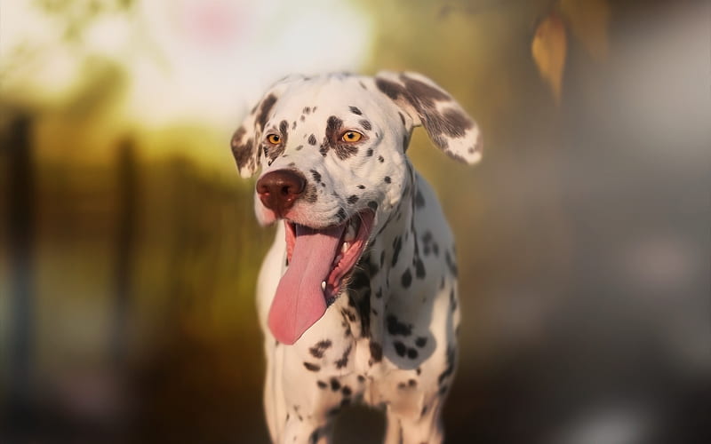 Dalmatian dog price In India