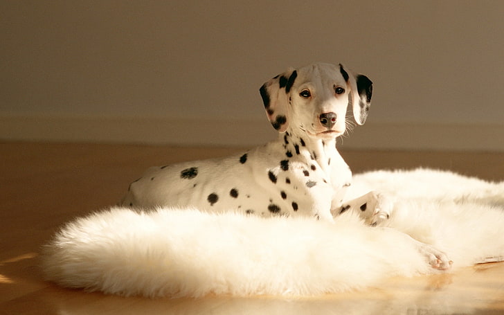 Dalmatian female for sale In India