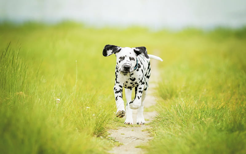 Dalmatian dog price In India