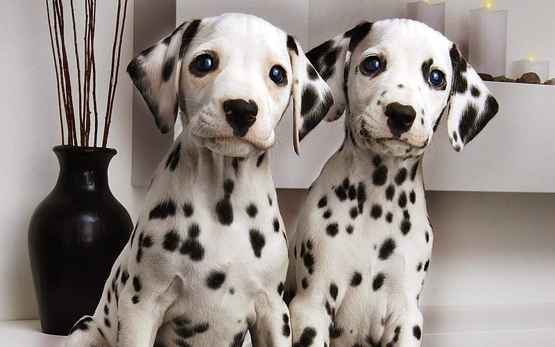 Dalmatian dog price in India