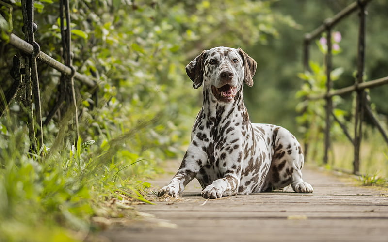 Dalmatian for sale In India